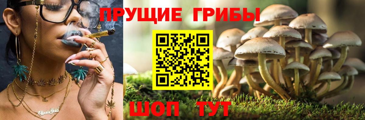 Псилоцибиновые грибы прущие грибы Сосновый Бор